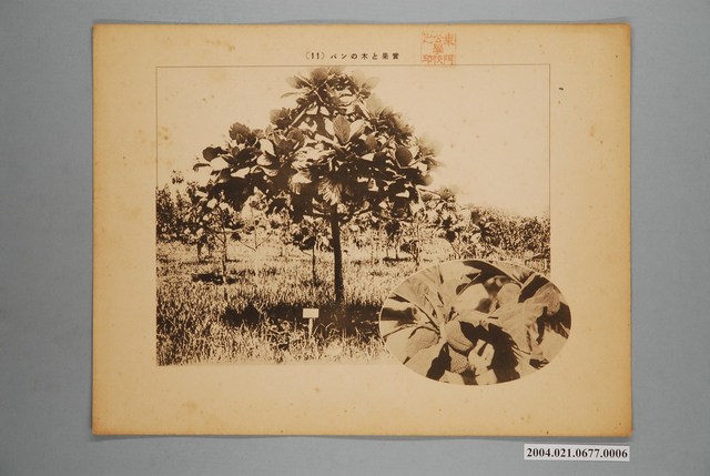 麵包樹與果實 (共2張)