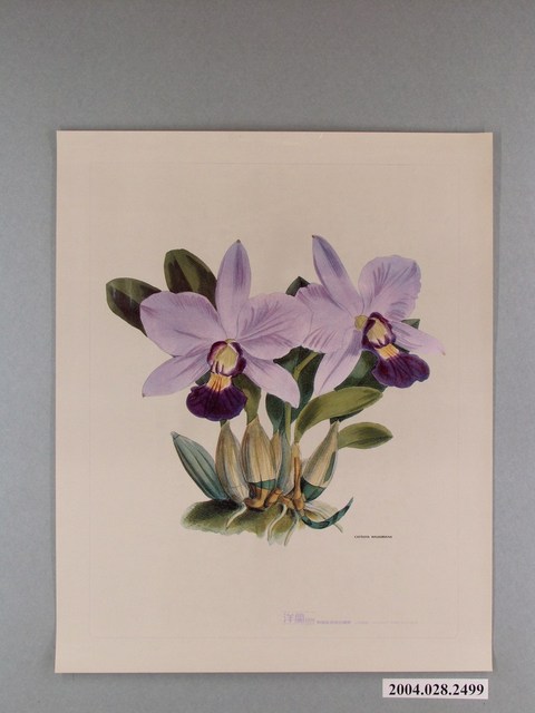 洋蘭月刊雜誌社發行洋蘭月刊海報 (共1張)