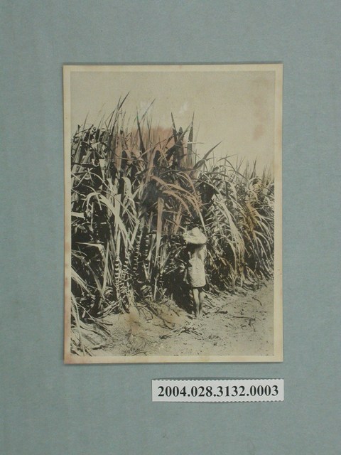 小野尚美堂發行臺灣甘蔗田 (共4張)