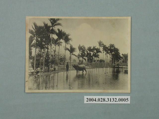 小野尚美堂發行南國風景檳榔樹林 (共4張)