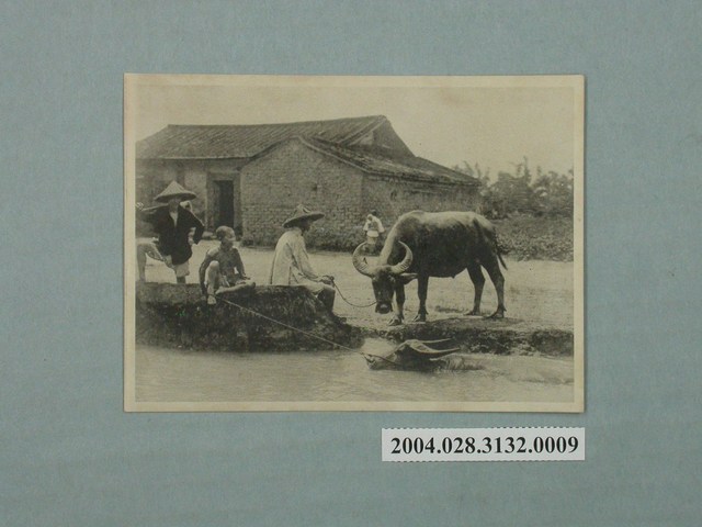 小野尚美堂發行水牛與農家 (共4張)