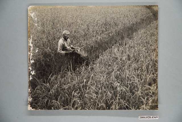 稻田老農照片 (共1張)