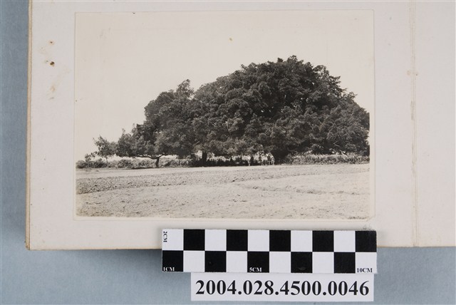 數名農人與老樹全景照 (共2張)