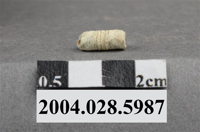 花蓮港口遺址貝管珠 (共3張)