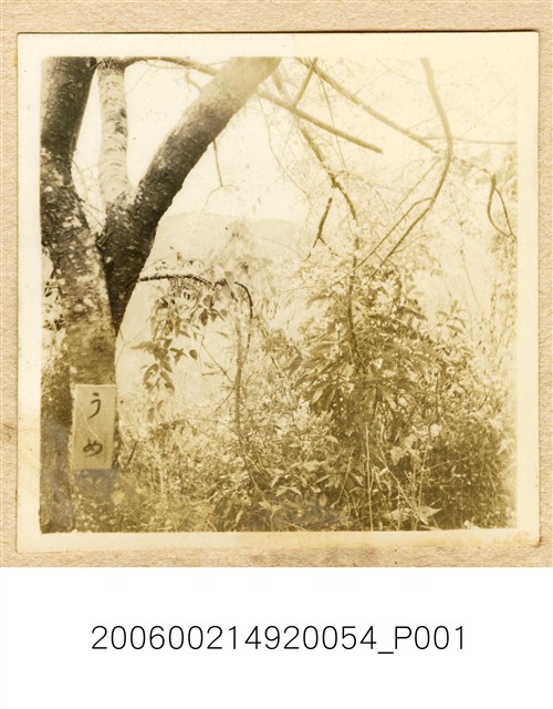 臺南長老教女學校學生校外教學合照 (共1張)