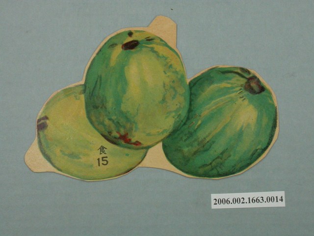 健康教育圖片蕃石榴 (共1張)