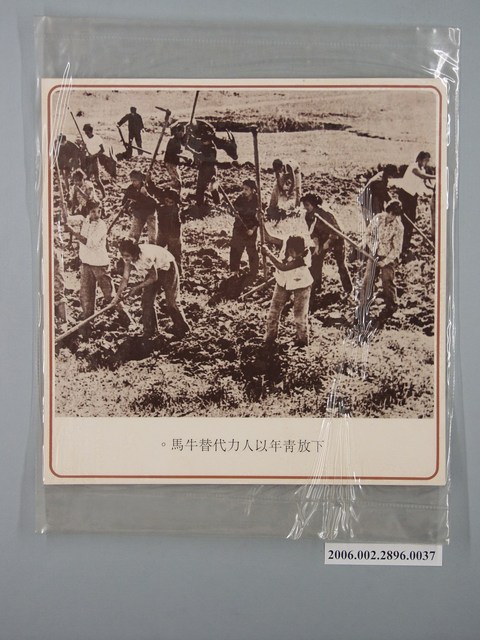 中國大陸災胞救濟總會印行《中國大陸共匪暴行》〈下放青年以人力代替牛馬〉文宣 (共1張)