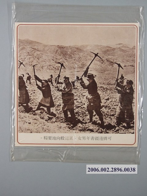 中國大陸災胞救濟總會印行《中國大陸共匪暴行》〈可憐邊彊青年男女〉文宣 (共1張)