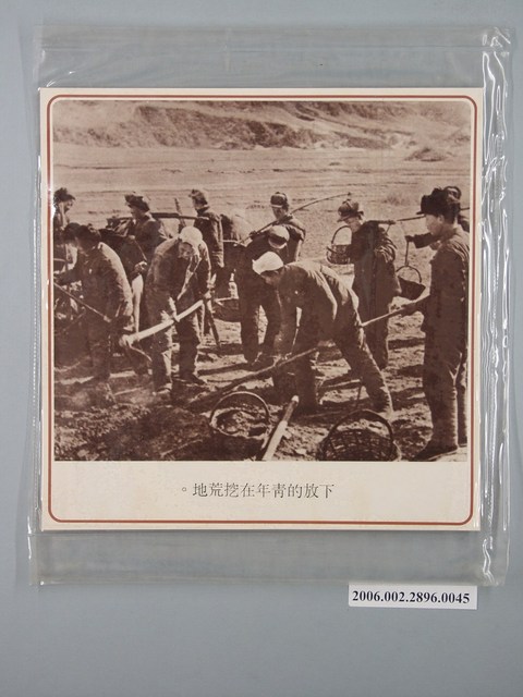 中國大陸災胞救濟總會印行《中國大陸共匪暴行》〈下放的青年在挖荒地〉文宣 (共1張)