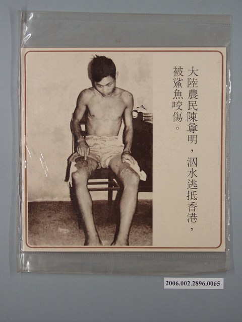 中國大陸災胞救濟總會印行《中國大陸共匪暴行》〈大陸農民陳尊明，泅水逃抵香港，被鯊魚咬傷〉文宣 (共1張)