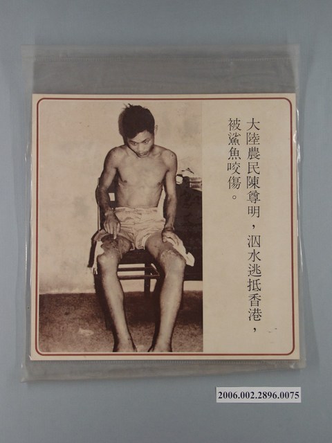 中國大陸災胞救濟總會印行《中國大陸共匪暴行》〈大陸農民陳尊民泅水逃抵香港被鯊魚咬傷〉文宣 (共1張)