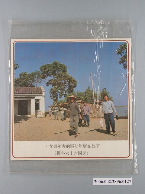 中國大陸災胞救濟總會印行《中國大陸共匪暴行》〈下放在廣州郊區的青年男女〉文宣 (共1張)