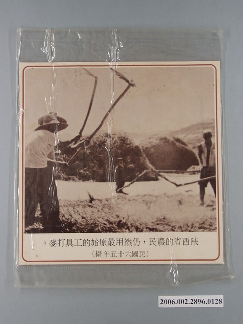 中國大陸災胞救濟總會印行《中國大陸共匪暴行》〈陜西省的農民用原始的工具打麥〉文宣 (共1張)