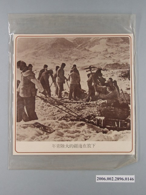 中國大陸災胞救濟總會印行《中國大陸共匪暴行》〈下放在邊疆的大陸青年〉文宣 (共1張)