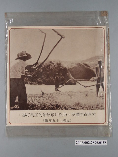 中國大陸災胞救濟總會印行《中國大陸共匪暴行》〈陜西省的農民用原始的工具打麥〉文宣 (共1張)