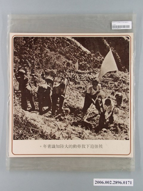 中國大陸災胞救濟總會印行《中國大陸共匪暴行》〈被強迫下放勞動的大陸知識青年〉文宣 (共1張)