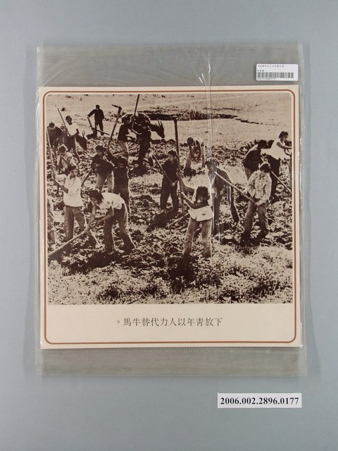 中國大陸災胞救濟總會印行《中國大陸共匪暴行》〈下放青年以人力代替牛馬〉文宣 (共1張)