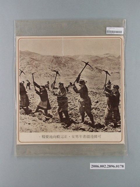 中國大陸災胞救濟總會印行《中國大陸共匪暴行》〈可憐邊彊青年男女〉文宣 (共1張)