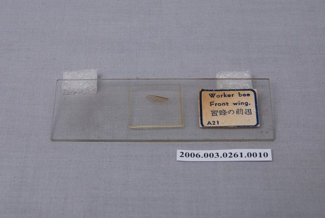 載玻片及動物細胞：Worker bee Front wing.蜜蜂の前翅 (共1張)