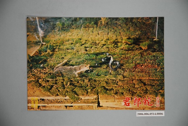 《蛇郎君》電影宣傳劇照 (共1張)