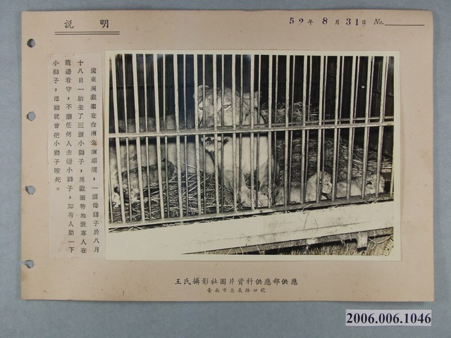 「遠東馬戲團在台南公演期間，一頭母獅生了三頭小獅」新聞照片 (共1張)