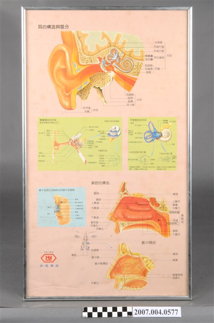 耳鼻喉科耳的結構與區分掛圖 (共4張)