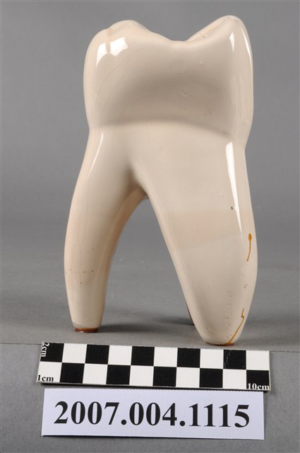 陶瓷牙齒模型 (共7張)