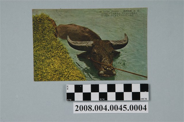 臺北生蕃屋本店印行臺灣水牛 (共2張)