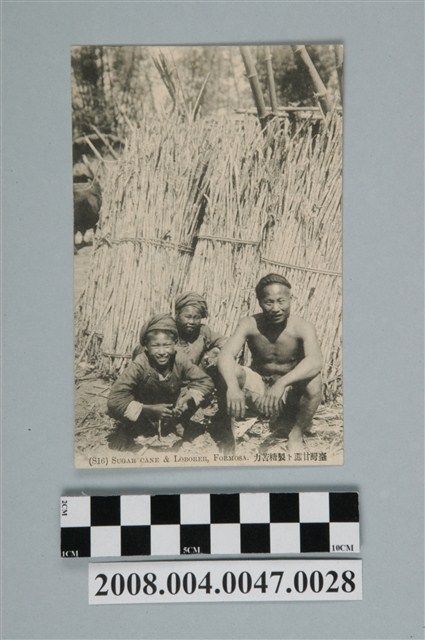 臺灣甘蔗與製糖苦力 (共2張)