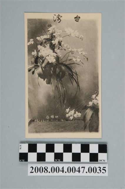 臺灣蝴蝶蘭 (共2張)