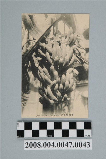 芭蕉果實 (共2張)