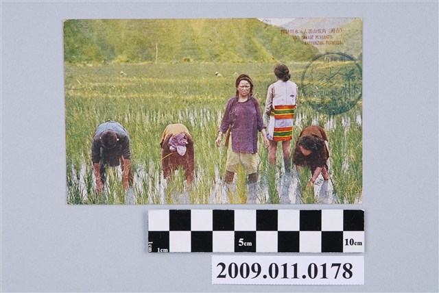 角板山泰雅族的水田耕作 (共2張)