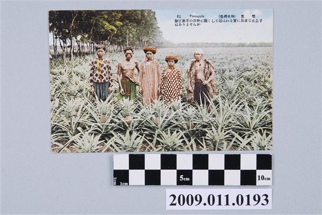 站在鳳梨田中的排灣族人 (共2張)