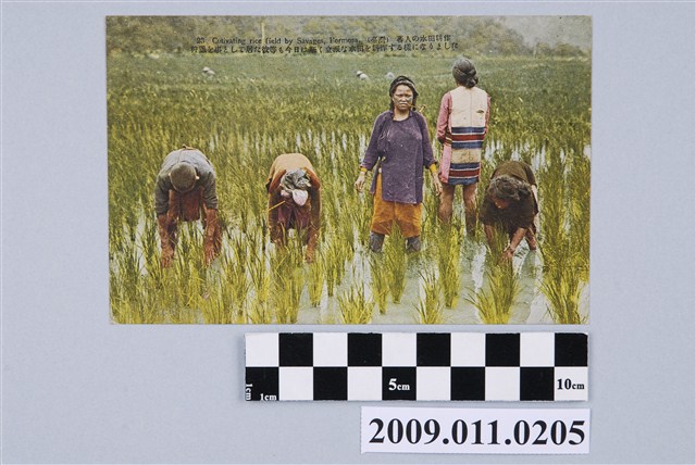 角板山泰雅族的水田耕作 (共2張)