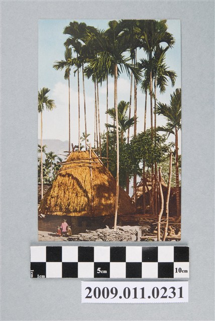 伸展的檳榔樹 (共2張)