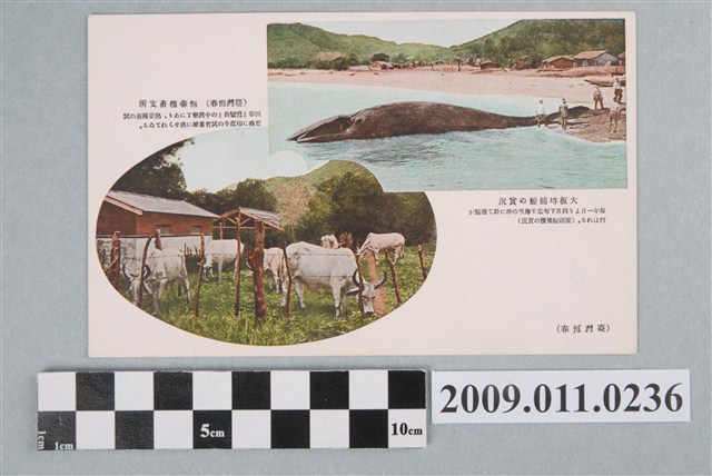 臺灣恆春恆春種畜支所、大板埒捕鯨之實況 (共2張)