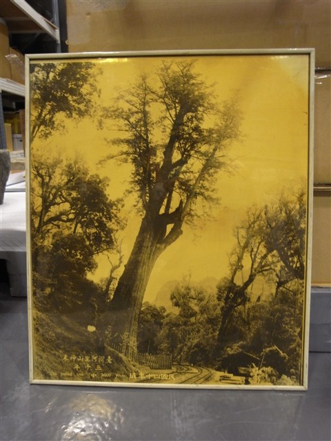 臺灣阿里山神木三千年 (共3張)