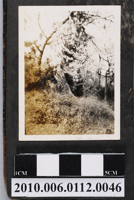 男子站立於樹下獨照 (共1張)