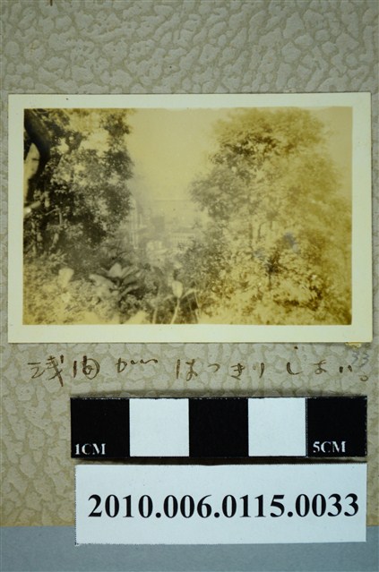 樹林風景照 (共1張)