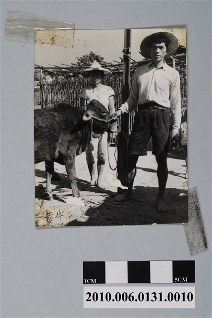 人工育種之黃牛 (共2張)