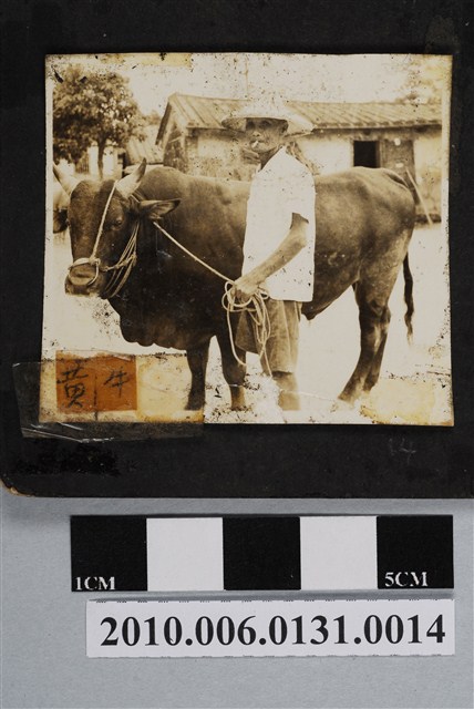 人工育種之黃牛 (共3張)