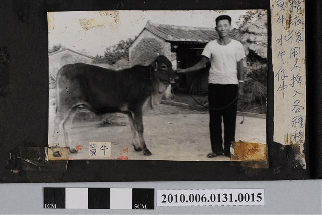 人工育種之黃牛 (共3張)