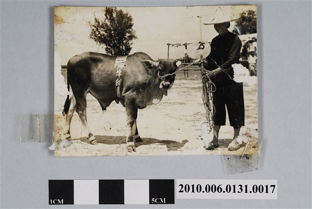 高雄縣第一屆家畜人工授精產犢競賽獲獎的黃牛組 (共3張)
