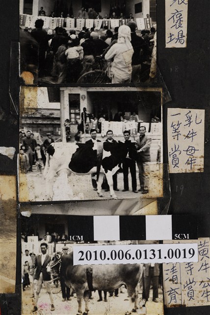 高雄縣第一屆家畜人工授精產犢競賽會場 (共3張)