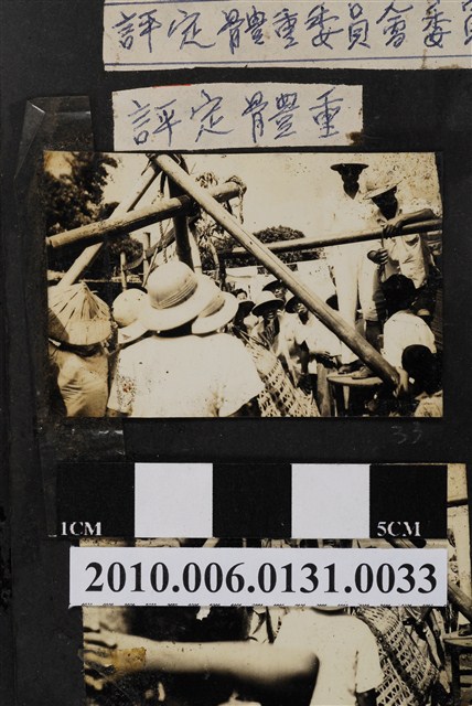 高雄市褒忠亭第十屆神豬比賽評定體重 (共3張)