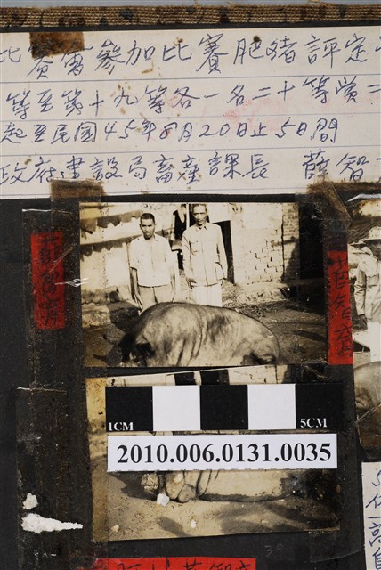 高雄市褒忠亭廟第十屆神豬比賽第一名的神豬 (共3張)