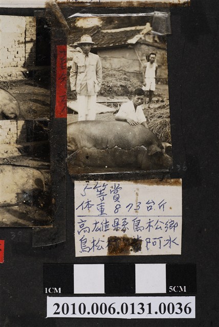 高雄市褒忠亭廟第十屆神豬比賽第五名的神豬 (共3張)