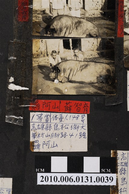 高雄市褒忠亭廟第十屆神豬比賽第一名的神豬 (共3張)