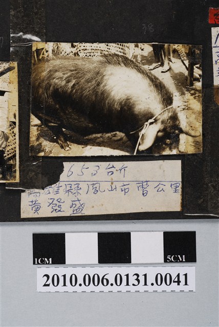 高雄市褒忠亭廟第十屆神豬比賽 (共3張)