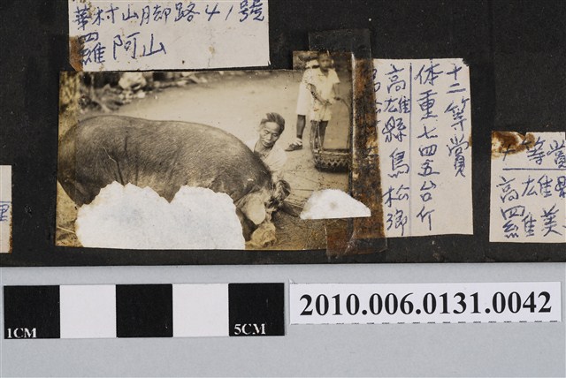 高雄市褒忠亭廟第十屆神豬比賽第十二名的神豬 (共3張)